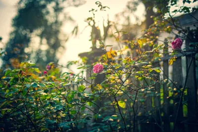 Green Sapa Homestay – Photos 15